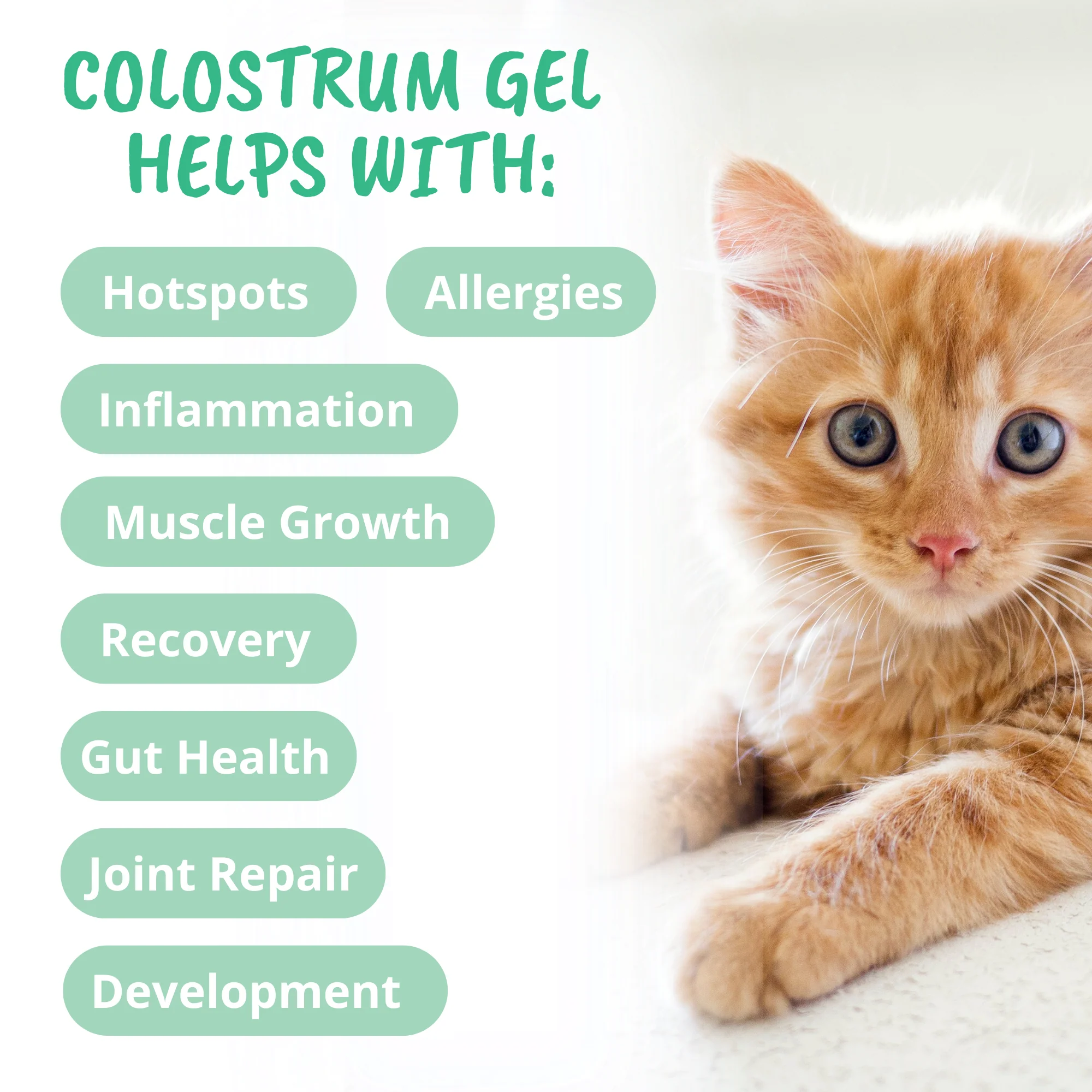 3-in-1 Vital Colostrum Gel for Cats - Image 4
