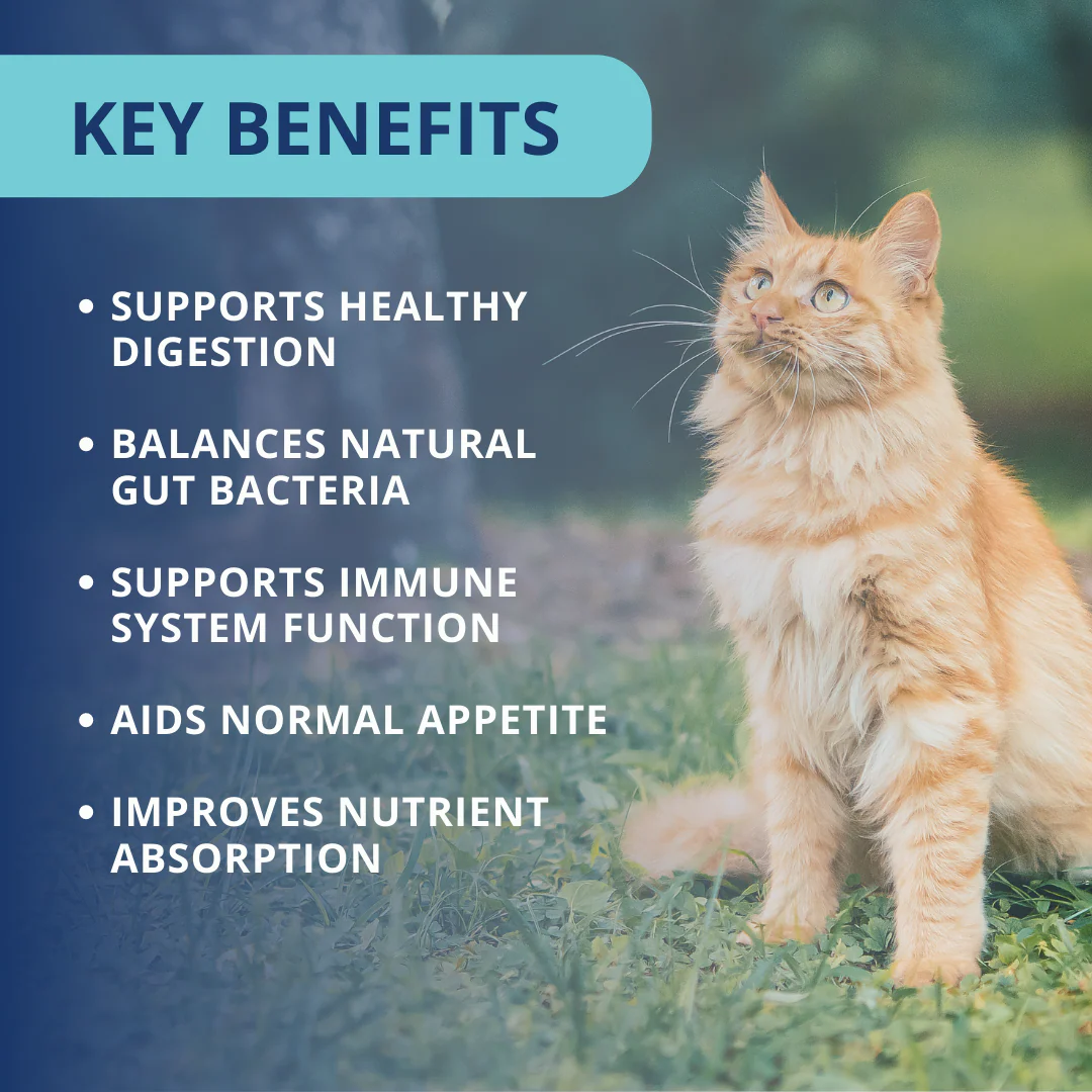 Probiotic Soft Chews For Cats - Image 5