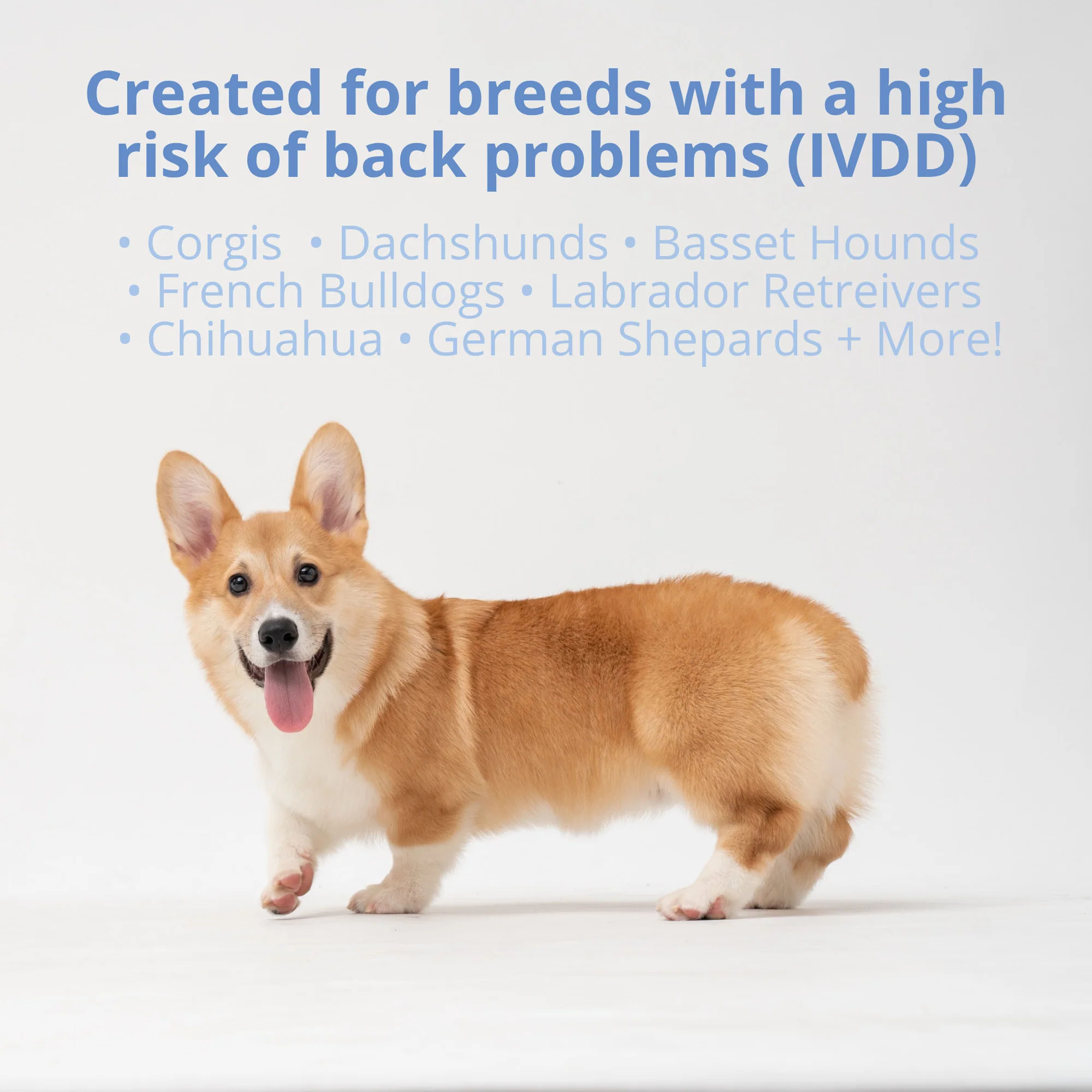Disc & Spine Support Powder - Image 4