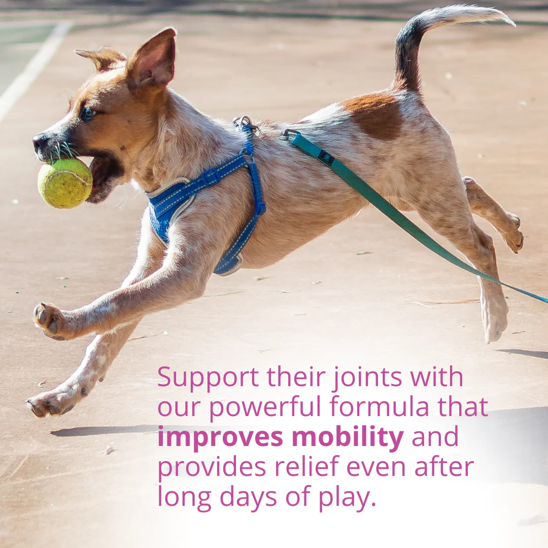 Hip & Joint Support Powder for Dogs - Image 4
