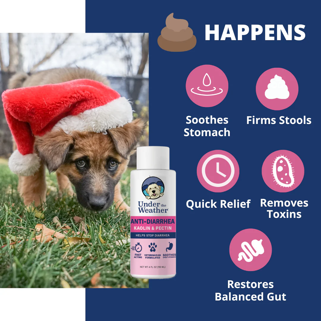 Holiday Survival Bundle For Dogs - Image 5