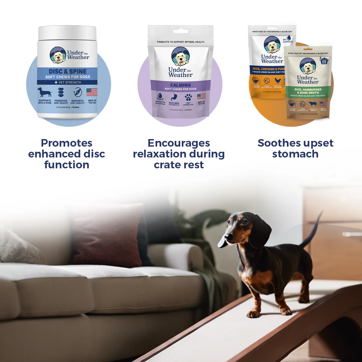 Dachshund IVDD Bundle - Image 2