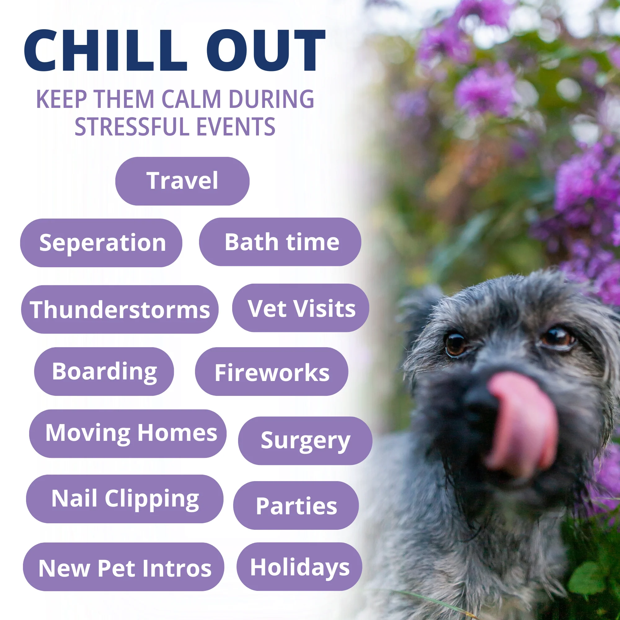 PB&CHILL® Calming Peanut Butter For Dogs - Jar - Image 3