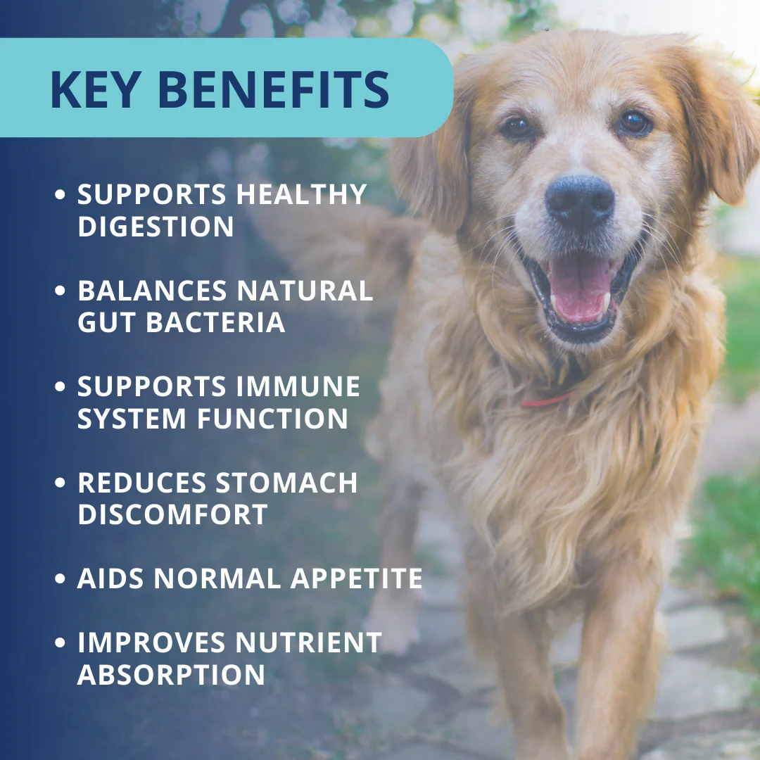 Probiotic Soft Chews For Dogs - Image 4