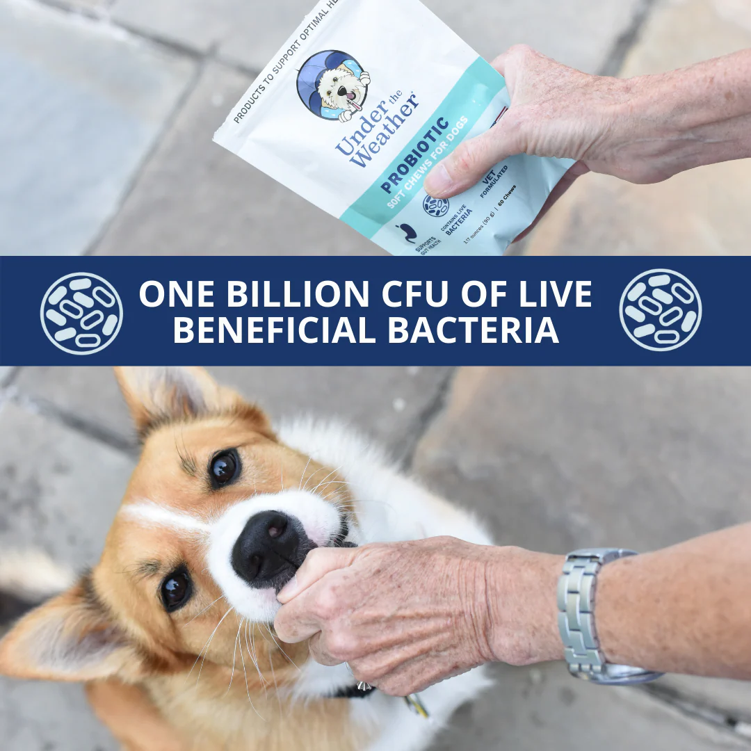 Probiotic Soft Chews For Dogs - Image 5