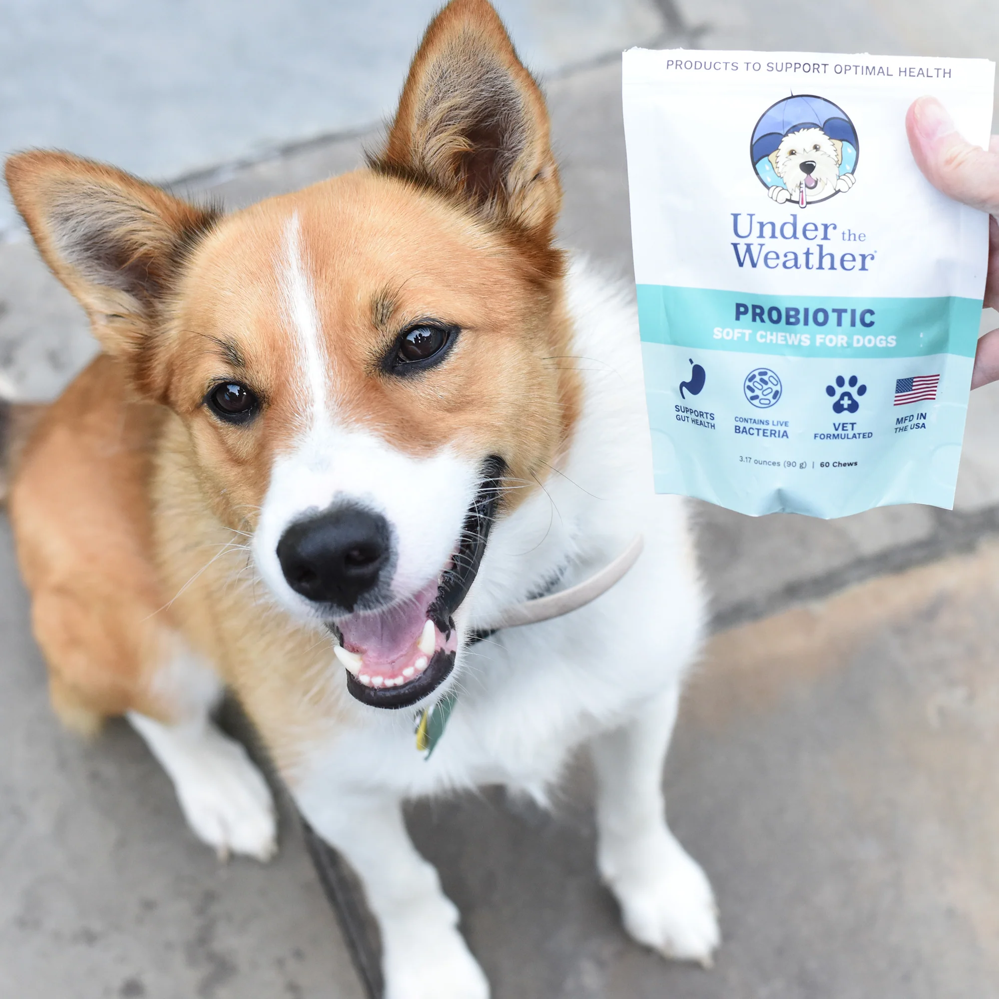 Probiotic Soft Chews For Dogs - Image 8