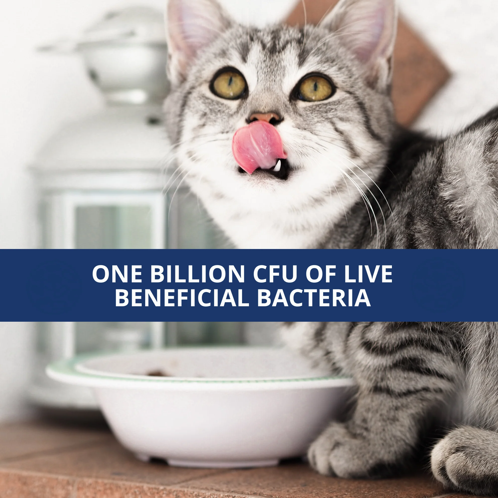 Probiotic Powder & Anti-Diarrhea Bundle For Cats - Image 5