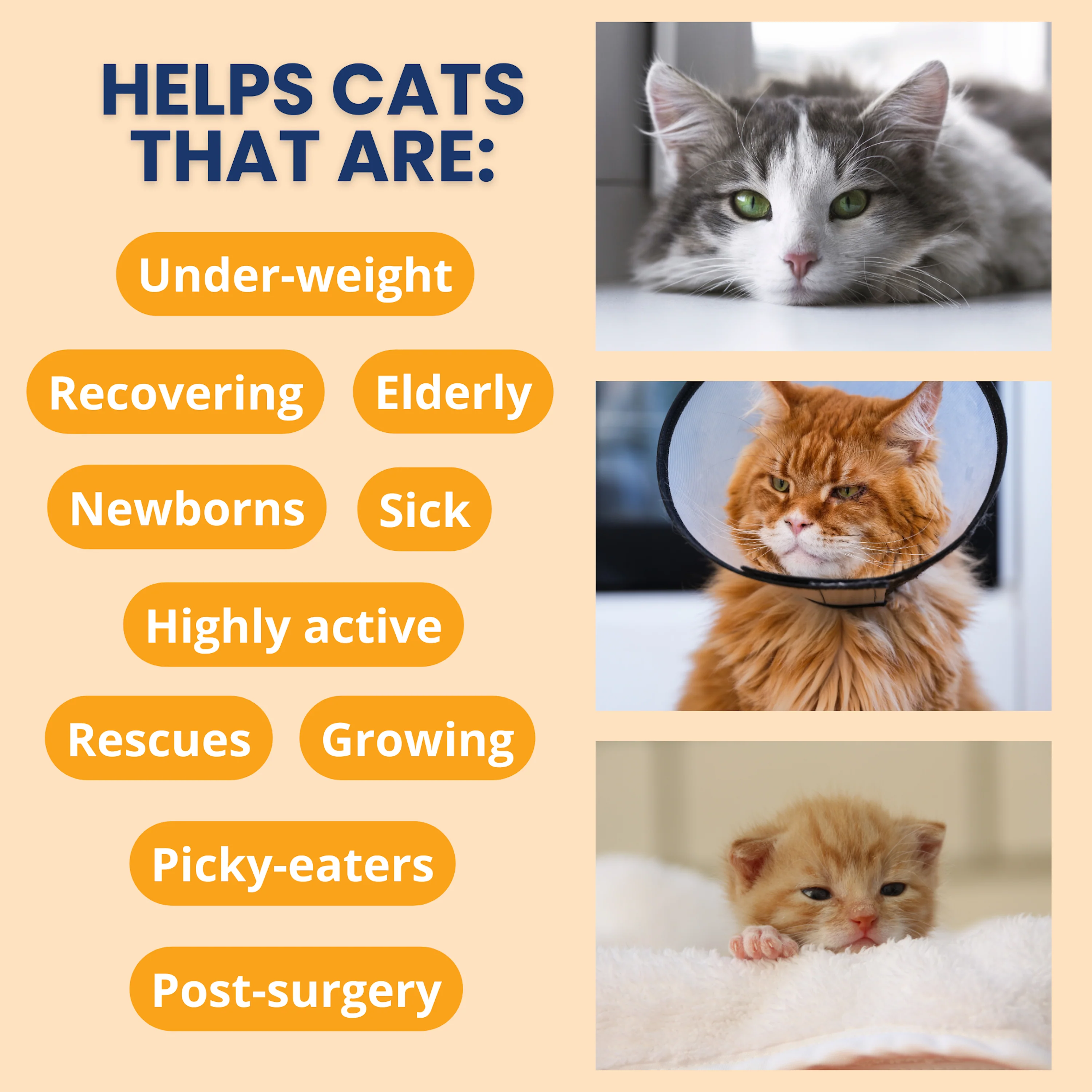 Ready Cal® PLUS Electrolytes for Cats - Image 3