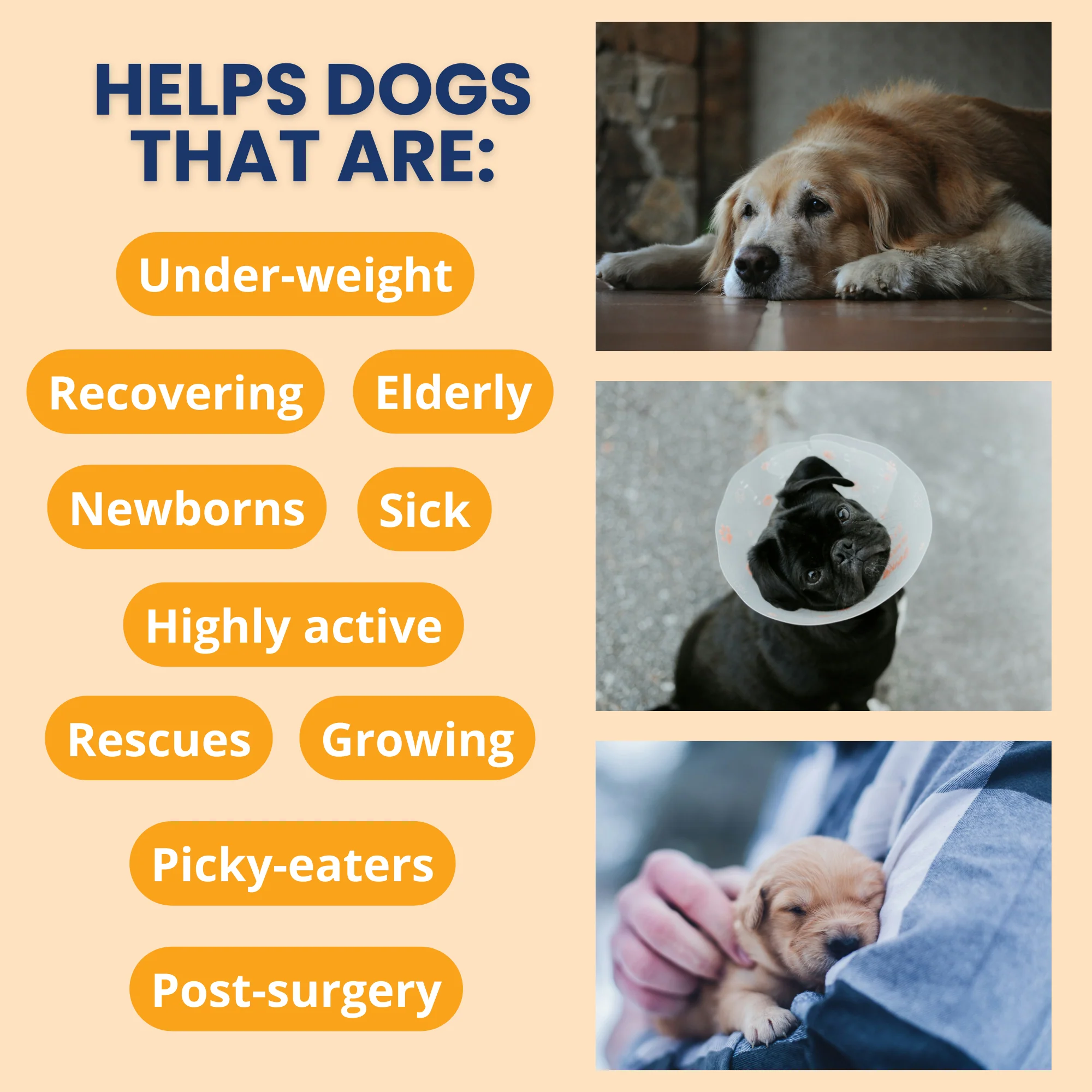 Ready Cal® PLUS Electrolytes for Dogs - Image 4