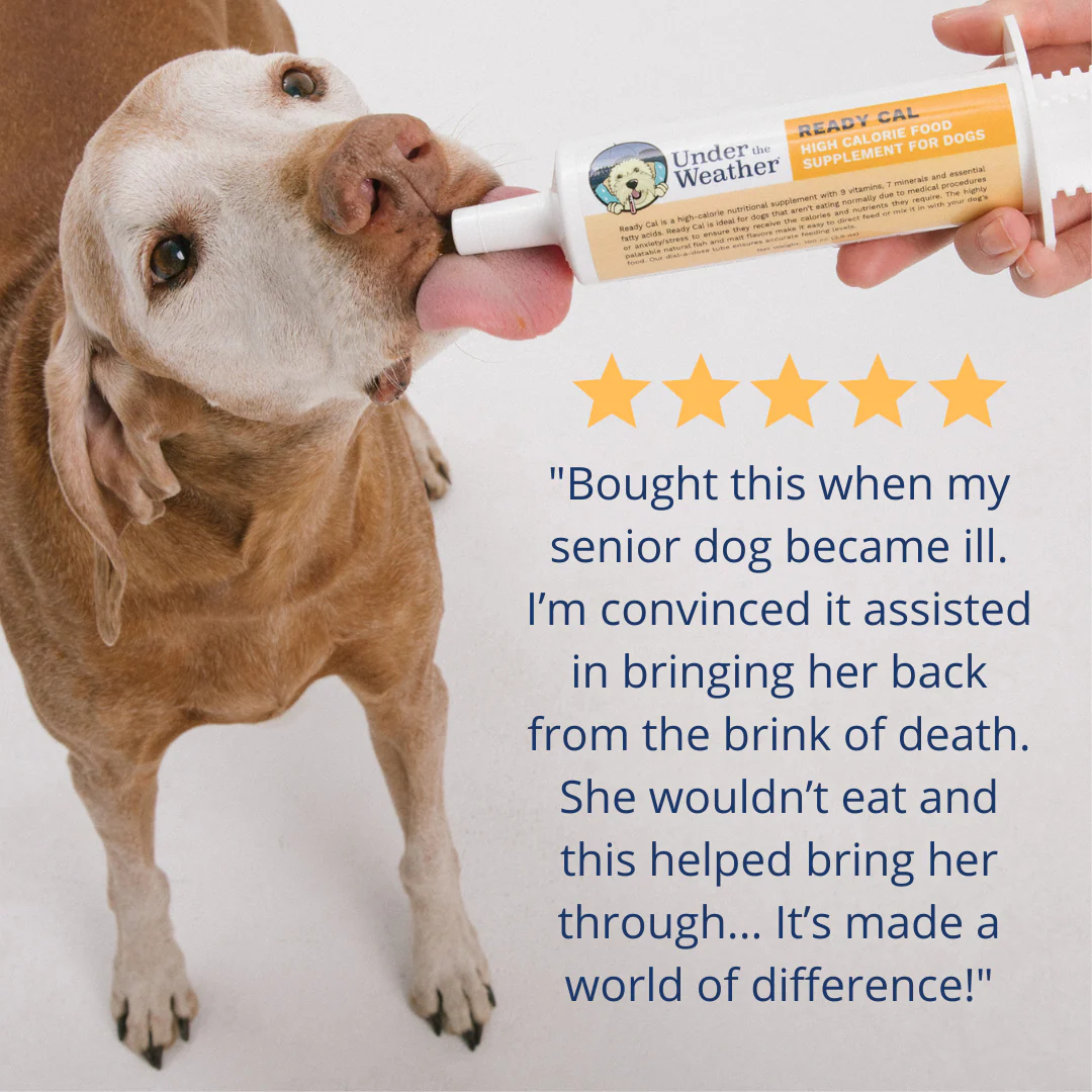 Ready Cal® High-Calorie Supplement For Dogs - Image 5