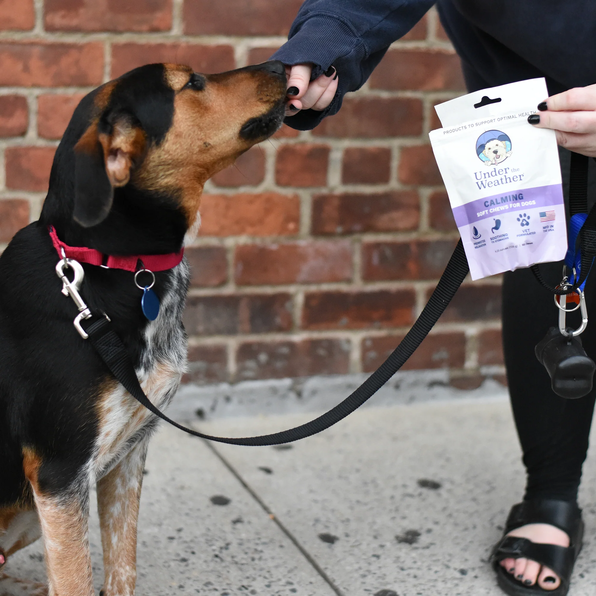 Rescue Dog Bundle - Image 4