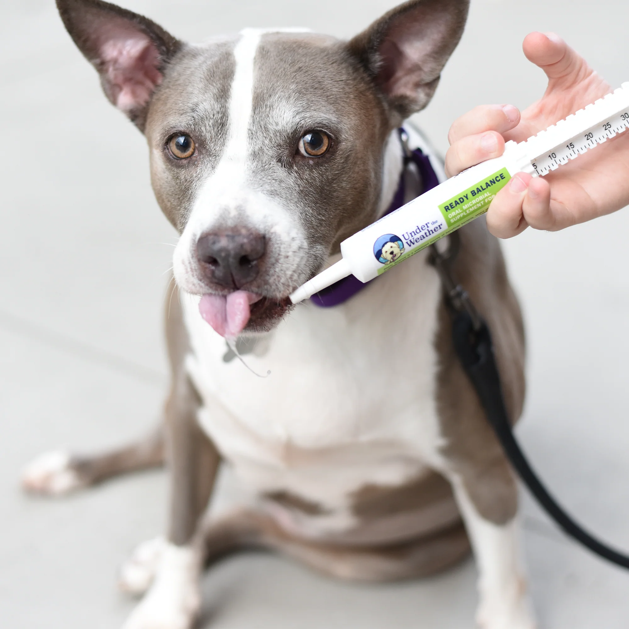Rescue Dog Bundle - Image 5