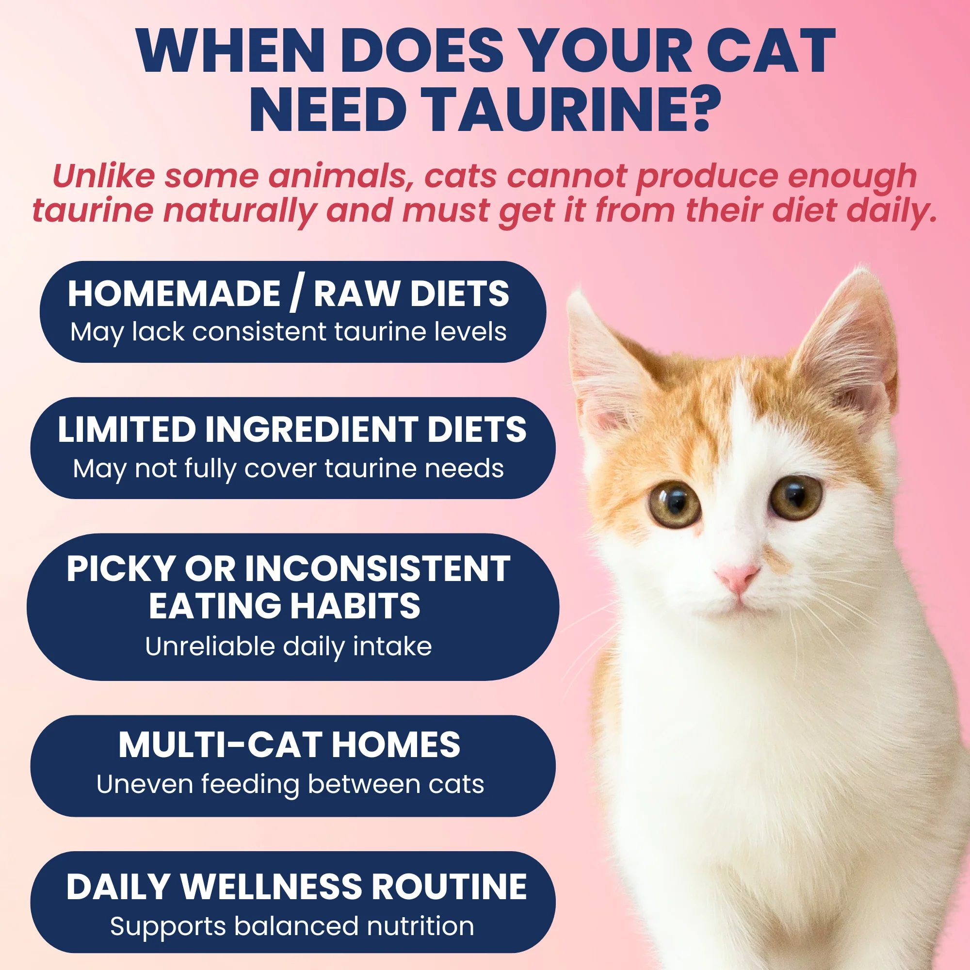 Taurine Powder Topper for Cats and Kittens - Image 3